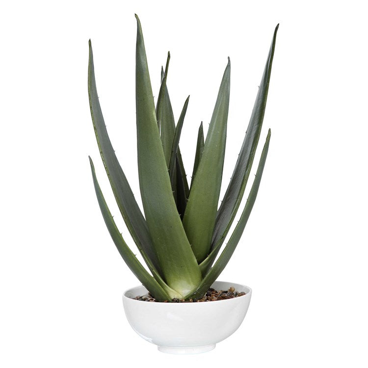 Evarado Aloe Planter